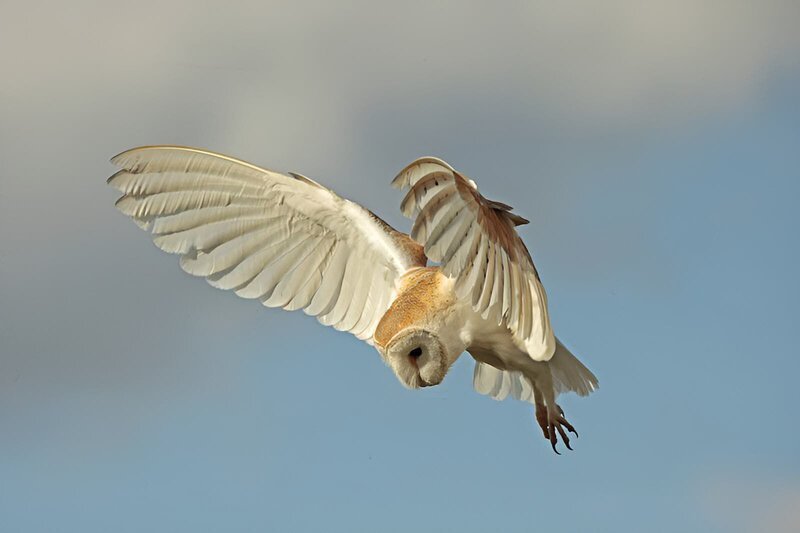 Schleiereule im Flug – Bild: RTL /​ ©Windfall Film Ltd.