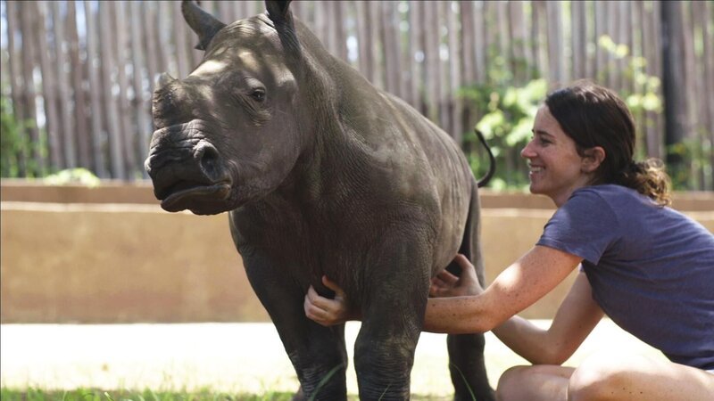 Nashorn mit Pflegerin. – Bild: RTL/​Homebrew Films