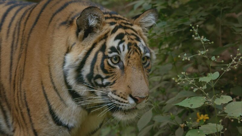 Bengalischer Tiger – Bild: RTL