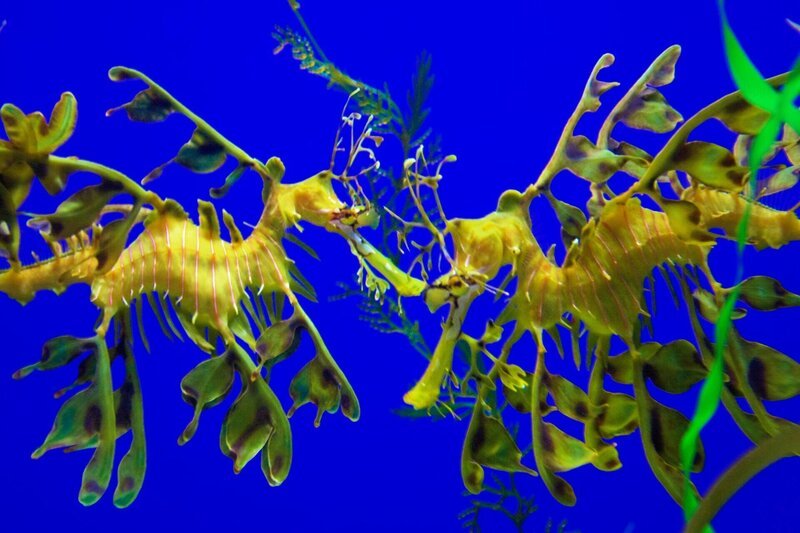 Großer Fetzenfisch – Bild: RTL /​ WildBear Entertainment & Content Mint