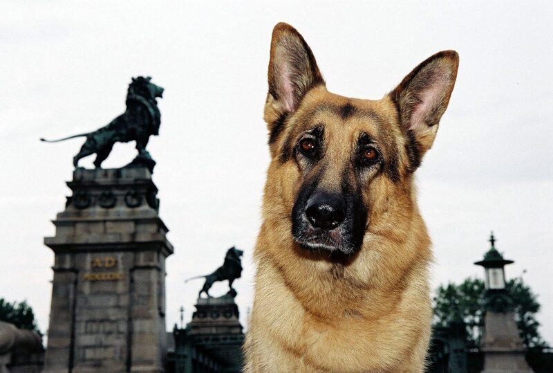 Kommissar Rex lässt sich kein X für ein U vormachen … – Bild: Ali Schafler