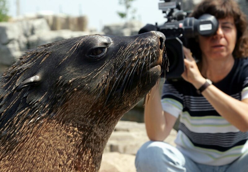Eine Kamerafrau von Radio Bremen nimmt im Bremerhavener Zoo eine Seebärin in ihrem Gehege auf. – Bild: BR/​Radio Bremen/​Ingo Wagner