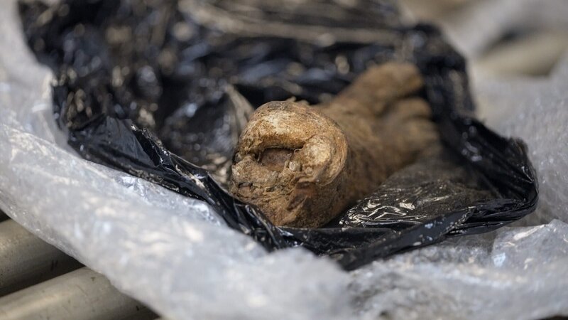 Ein echter menschlicher Fuß, an dem das Fleisch noch dran ist, liegt auf einem Inspektionstisch, nachdem er in einer Lieferung in Philadelphia, Pennsylvania, entdeckt wurde (National Geographic). – Bild: National Geographic /​ Disney