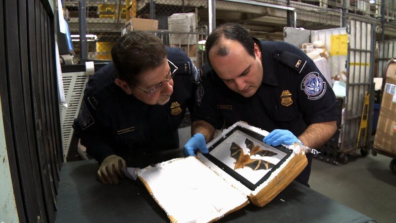 JFK Airport, Jamaica, NY: CBP Officers Marty Chiani (left) and Tony Condello (right) inspect a package with bats in it. – Bild: National Geographic Television Lizenzbild frei