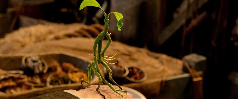Pickett the Bowtruckle – Bild: PLURIMEDIA (Warner Bros France /​ Warner Bros. Entertainment Inc./​ Ratpac-Dune Entertainment)