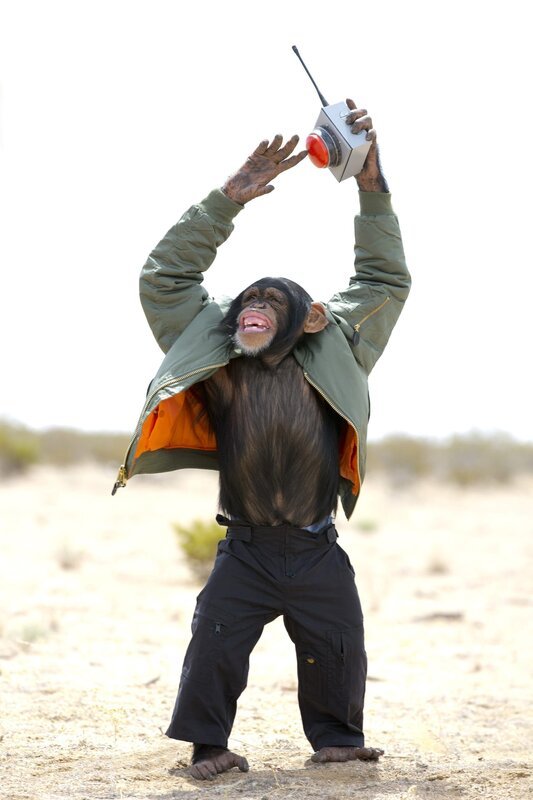 Affe – Bild: Zach Dilgard