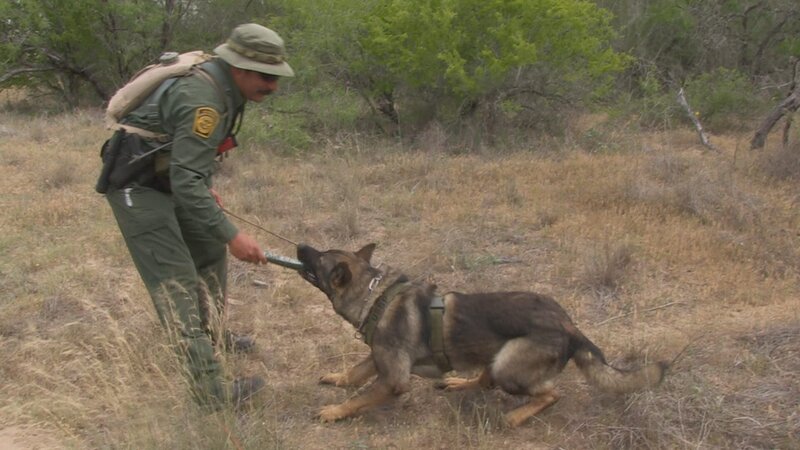 Rio Grande Valley, Texas: Border Patrol Agent Rolando Puente rewards his canine partner with a toy after apprehending illegal immigrants in the brush. – Bild: 2015 National Geographic Partners, LLC Lizenzbild frei