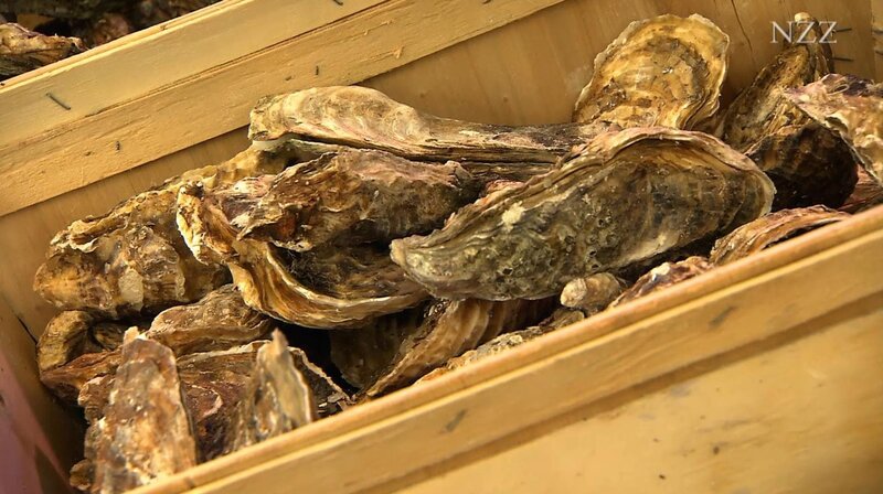 der Austern – Bild: Bongusto