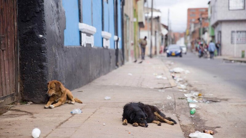 Im Zentrum leben viele Obdachlose und Straßenhunde im Müll und Dreck. – Bild: RTL /​ © MAXIMUS FILM GmbH