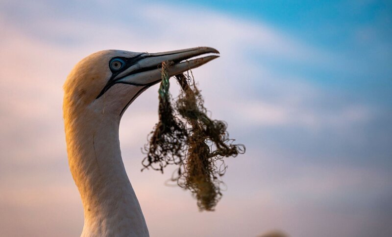 Immer häufiger bauen Basstölpel Teile von Fischernetzen und anderen Plastikmüll in ihre Nester ein. – Bild: The History Channel /​ ZDF und Uli Kunz.