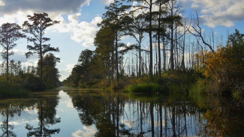 Dragonflies flying above water at swamp canal in summer evening – Bild: Rivers Two (Saloon) Productions Inc