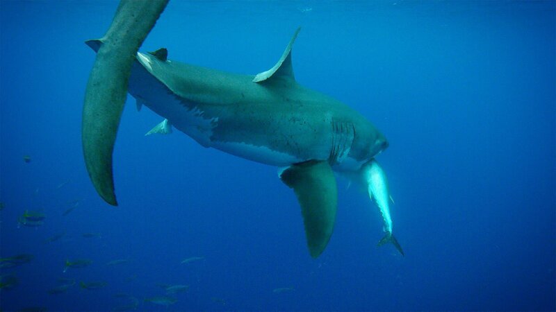 The greate white shark attacked the fish. – Bild: Warner Bros. Discovery The greate white shark attacked the fish. – Bild: Warner Bros. Discovery