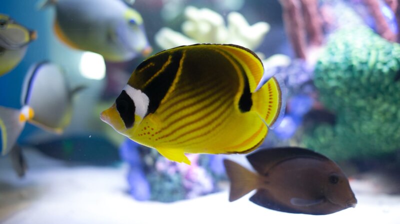 David Hasselhoff’s Studio tank reveal. – Bild: Mark Davis /​ Animal Planet /​ Discovery Communications, Inc.