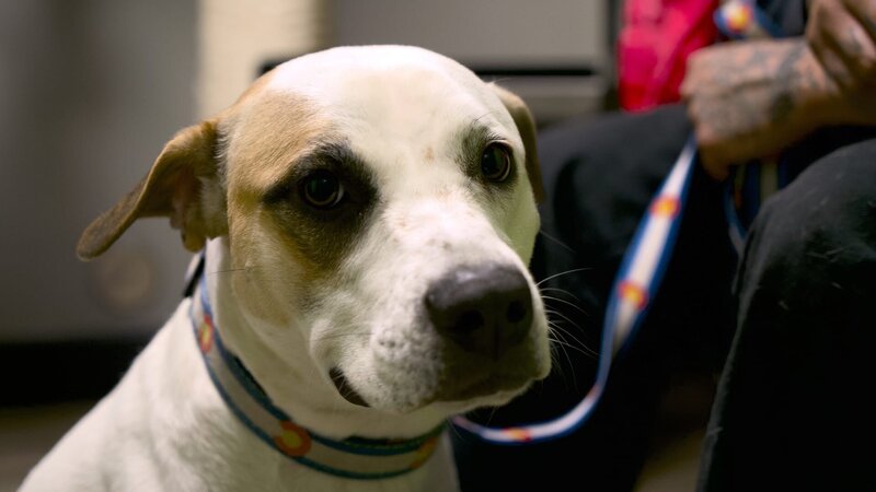 Berkeley is brought into the clinic due to spay incontinence. – Bild: Discovery Communications, LLC