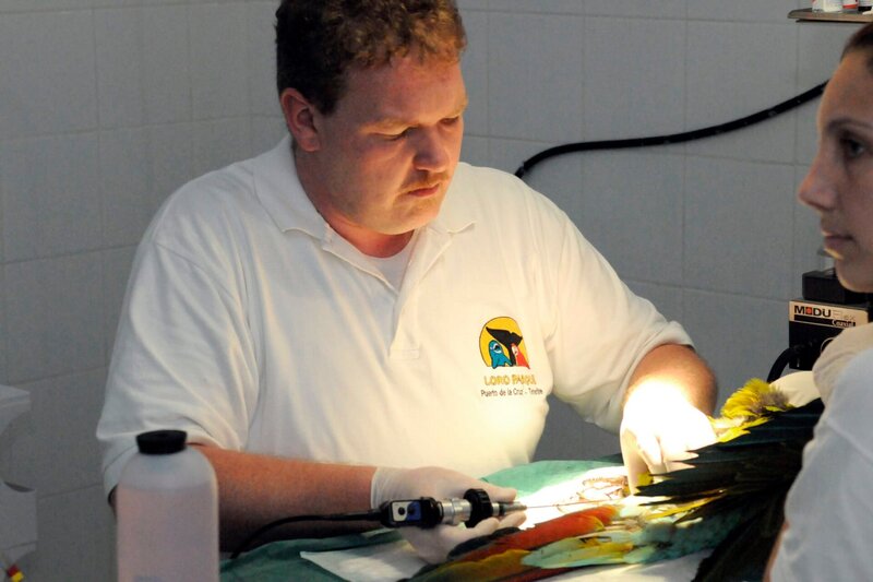 ARD/​WDR PAPAGEIEN, PALMEN & CO., „Was für ein Affentheater!“, am Montag um 11:35 Uhr im ERSTEN. Zwei äußerst seltene Rotohraras werden an Züchter in Deutschland verkauft. Doch bevor sie den Loro Park verlassen, müssen sie auf Herz und Nieren untersucht werden. Für die Endoskopie ist der OP-Tisch mit Narkosemaske schon vorbereitet. – Bild: WDR/​Niklas Böhm