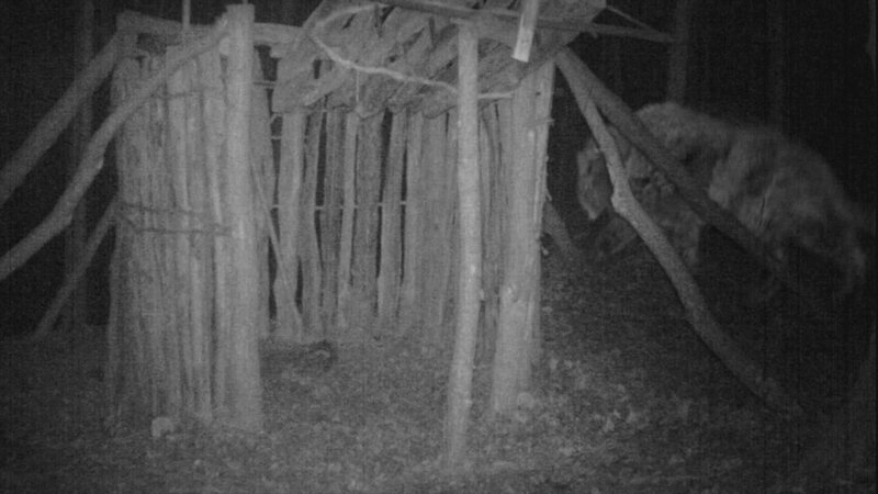 Es ist ein dunkles Kapitel der amerikanischen Geschichte: Als die US-Regierung im frühen 19. Jahrhundert Tausende Cherokee deportiert, sterben auf dem „Pfad der Tränen“ zahllose Menschen. Der Legende nach wurde zu dieser Zeit die Todeskatze geboren – ein blitzschnelles Raubtier mit messerscharfen Krallen und tödlichen Fangzähnen! Jetzt gehen die Monster-Jäger dem schaurigen Mythos auf den Grund … – Bild: Animal Planet