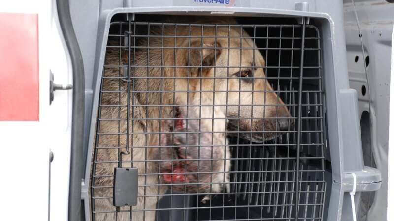 Dog in a carrier. – Bild: Discovery Communications