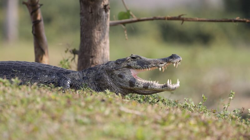Yacare Caiman. – Bild: Discovery Communications, LLC/​Mario Aldecoa/​Mario Aldecoa