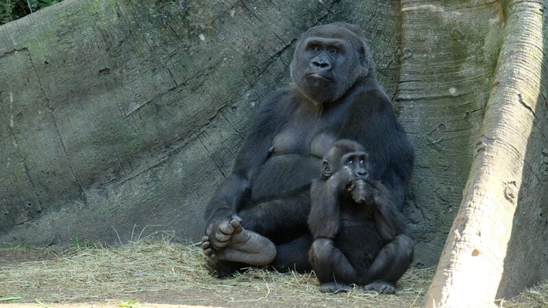 Gorilla on exhibit. – Bild: Animal Planet /​ Photobank 35177_ep101_058.JPG /​ Discovery Communications