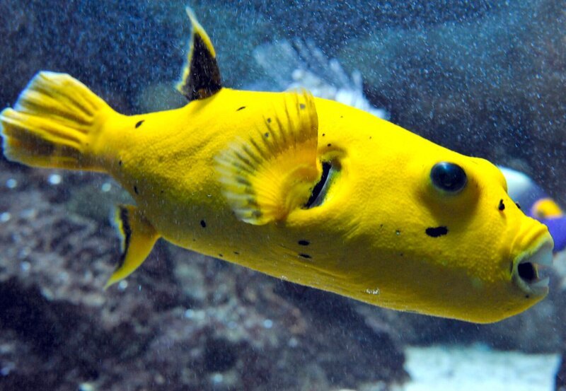 Zitronenkugelfisch – Bild: rbb/​Thomas Ernst