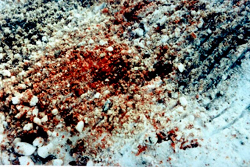 Blutspuren im Schnee – Bild: ae /​ © Crime + Investigation /​ A+E Networks