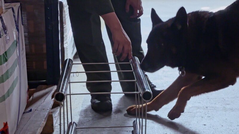 Spürhund bei der Arbeit. – Bild: RTL