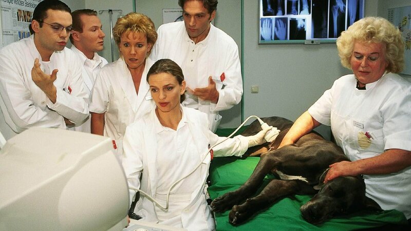 Dr. Schmidt und seine Belegschaft machen bei Hund Bijoux eine Ultraschalluntersuchung. – Bild: MG RTL D