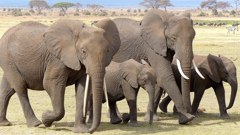 Amboseli Park – Bild: CC0 Public Domain