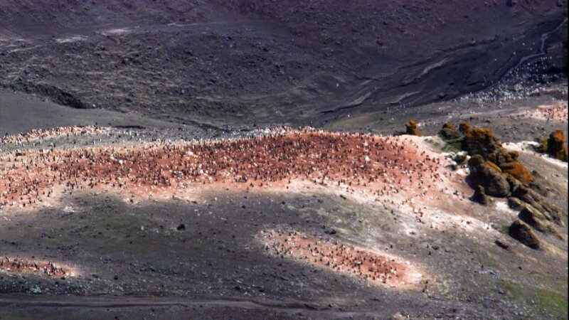 Massive Zügelpinguin Brutkolonie an der antarktischen Küste – Bild: RTL /​ BBC Natural History /​ Folge 3