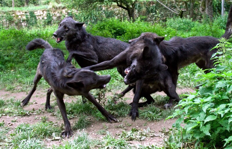 Die Wölfe: Aragon, Kaspar, Shima, Tataya. – Bild: ZDF/​ORF/​Dokumoto/​Barbara Fally-Puskas, WSC (Wolf Science Center)