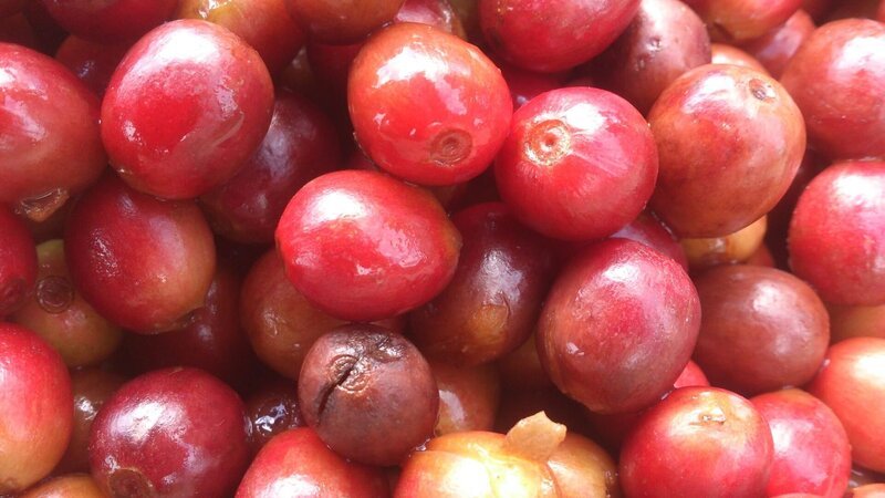 ‌Kaffeefrucht – Bild: Bongusto – for promotion only.