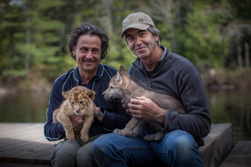 Der Wolf und der Löwe – Bild: Studio Canal