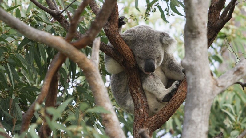 Koala +++ – Bild: RTL /​ Auf den Koralleninseln