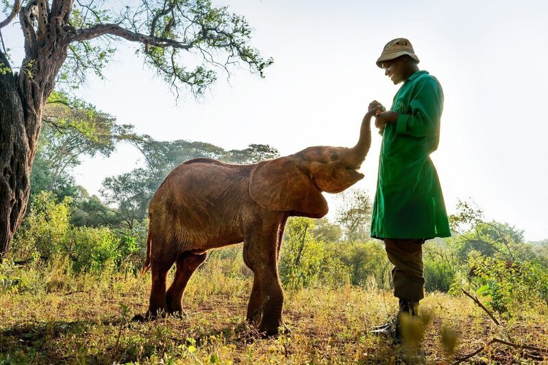 Immer mehr Elefanten fallen der Dürre in Kenia zum Opfer. Manchmal können Jungtiere gerettet und in Auffangstationen von Hand aufgezogen werden. – Bild: Nick Shoolingin-Jordan /​ ZDF