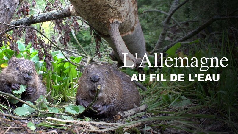 Wildes Deutschland - die Lausitz – Bild: Arte