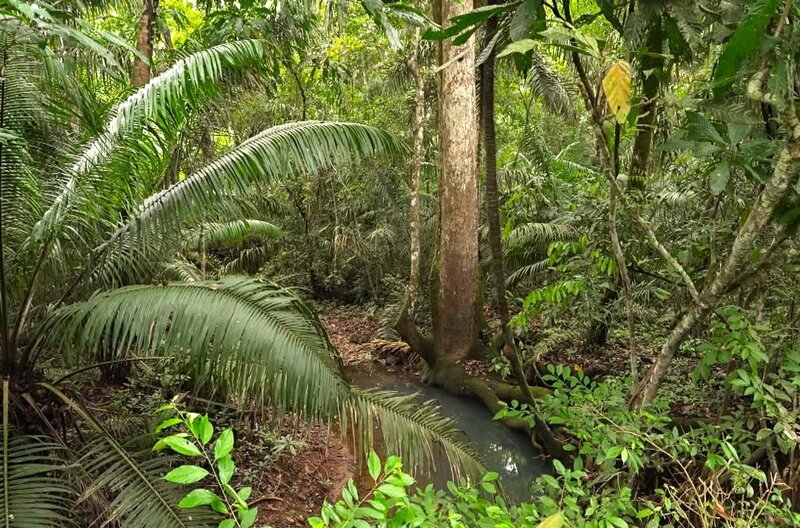 Der Dschungel in Panama ist gefährlich und unberechenbar. Trotzdem wird in den 1960er Jahren eine Gruppe Amerikaner dorthin geschickt … – Bild: Elephant Doc