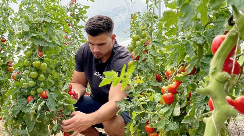 Der Gärtner braucht Hilfe: Fischer Sander erntet Tomaten. – Bild: NDR/​RBB/​Patricia Corniciuc/​Patricia Corniciuc