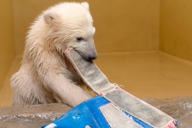 Eisbärbaby Lale lernt dazu – Bild: Radio Bremen/​Volkmar Struessmann