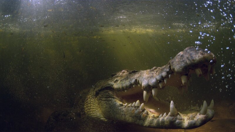 +++ – Bild: RTL /​ An der Korallenküste