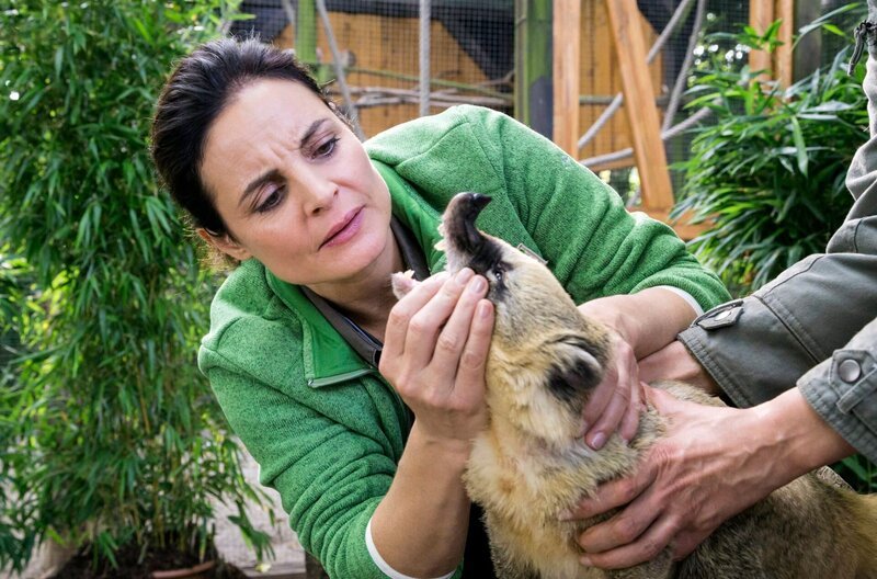 Tierärztin Dr. Mertens (Elisabeth Lanz) untersucht einen Nasenbären. Das letzte Tier seiner Art im Leipziger Zoo hat Fieber und frisst nicht. Was fehlt dem kleinen Bären? – Bild: ARD/​Steffen Junghans