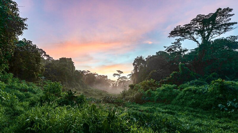 Der „Clementi Forest“ ist ein 85 ha großer, fast unberührter Wald- und Naturabschnitt im dicht besiedelten Singapur – Bild: NDR/​Wolfgang Schick