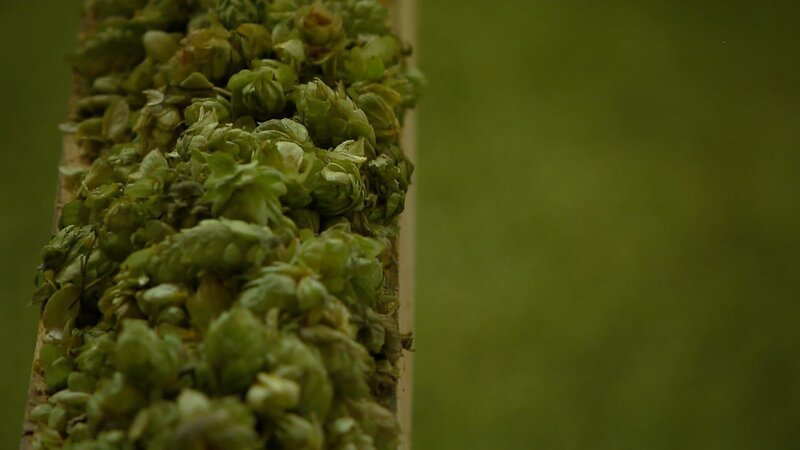 Hopfen – Bild: Bongusto Hopfen – Bild: Bongusto