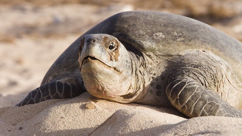 Gestrandete Schildkröte +++ – Bild: RTL /​ Das lebende Riff