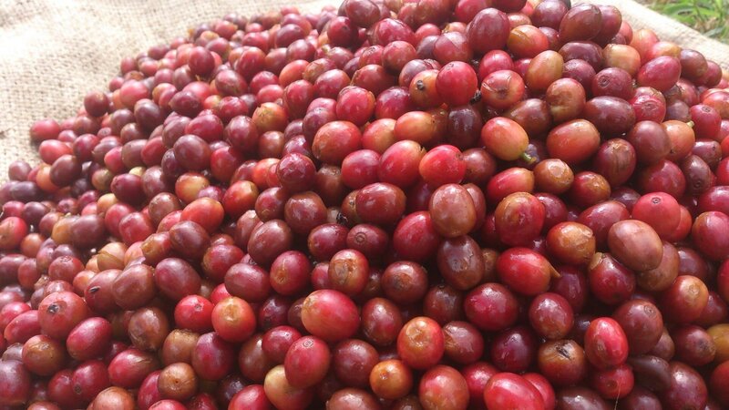 Bild: Bongusto – for promotion only.