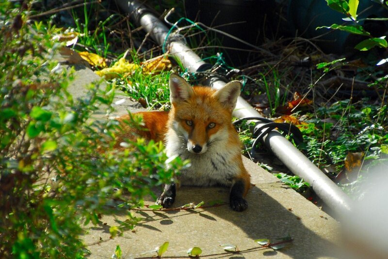 Fuchs  +++ – Bild: RTL /​ (c) c-o Plimsoll Productions /​ Städte