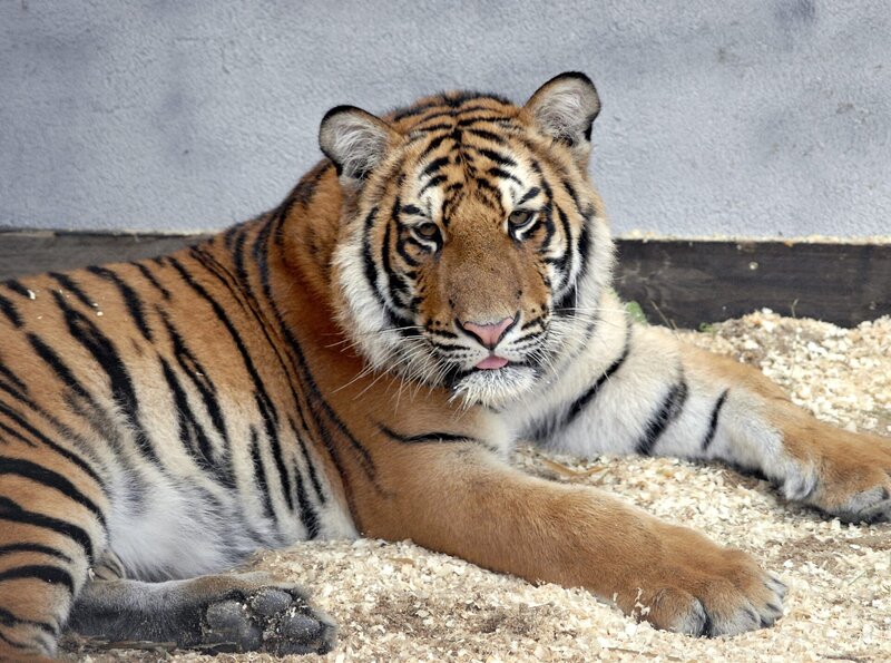 Tiger Tarik. – Bild: BR/​ARD/​Christa Köfer