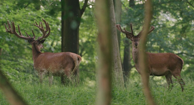 Hirsche im Wald – Bild: RTL / BROADVIEW Pictures Hirsche im Wald – Bild: RTL / BROADVIEW Pictures