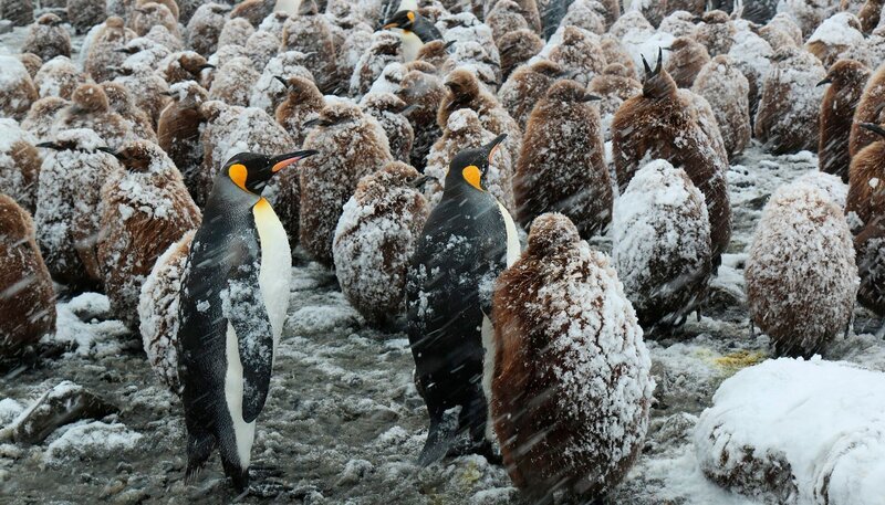 Königspinguine im Schneesturm – Bild: NDR/​Roland Gockel