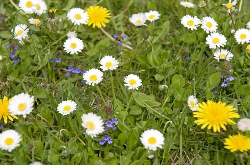 Es ist ein „Allerweltsblümchen“ und fast allgegenwärtig: das Gänseblümchen. Meist weiß, mal zart rosa, mal leicht rötlich. In der Blumenwiese macht es sich besonders hübsch. – Bild: BR/​Natasha-I. Heuse