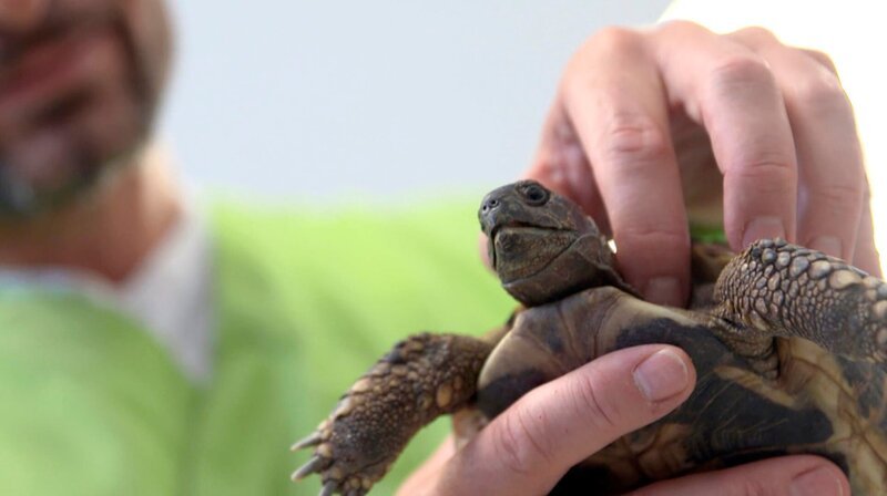 Not-OP: Die Landschildkröte Fila leidet unter akuter Legenot – Fachtierarzt Dr. Gerd Britsch muss operativ eingreifen. – Bild: NDR/​Doclights GmbH 2019